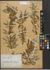 Foto von Salix alba L.
